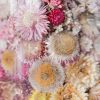 Indeco Flowers Dried Flower Dome Cloche Bell Jar Royal Ombre