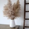 Luxury Pampas Grass