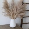 Dried Pampas Grass